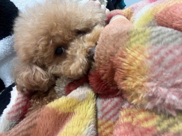 犬１