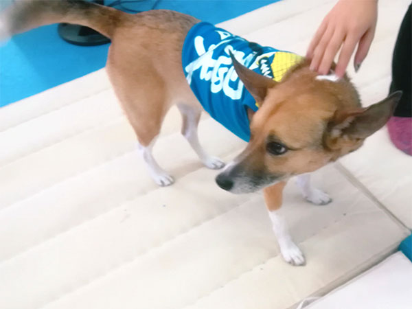看板犬