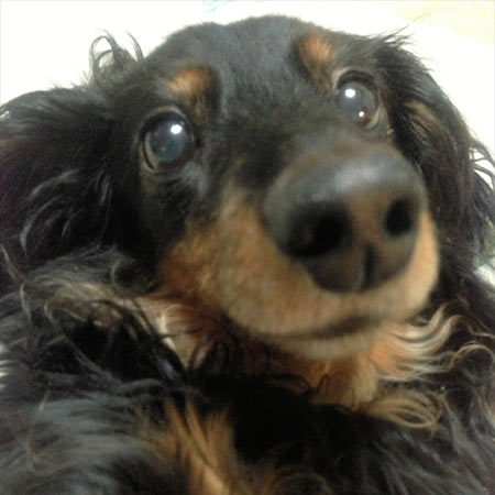 犬