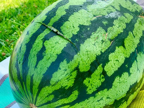 ひび