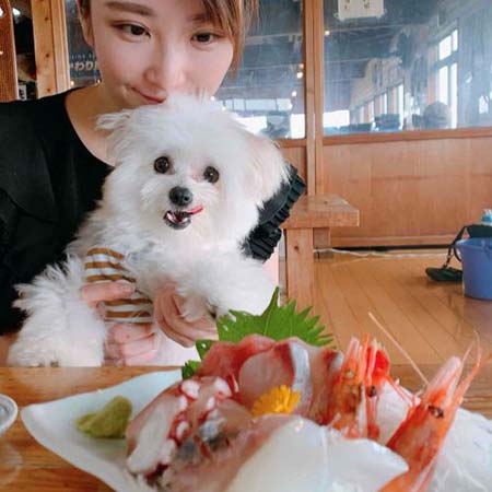 犬と刺身