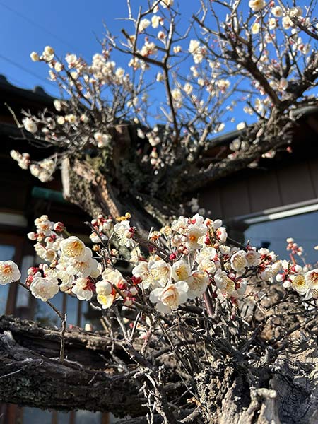 写真6